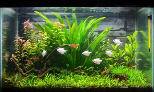  fish aquarium with water plants and fish.